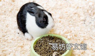 荷兰兔饲养方法 荷兰兔饲养方法图解