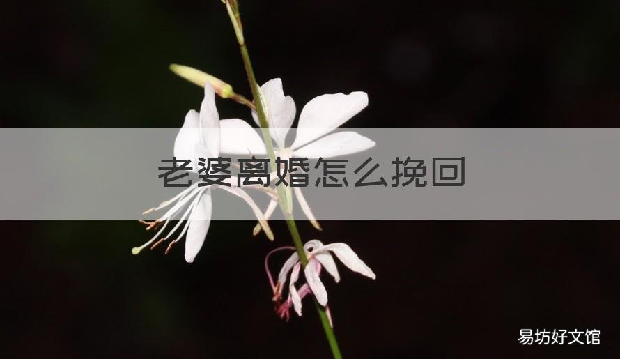 老婆离婚怎么挽回 老婆离婚挽回范文