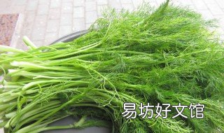 茴香的功效 茴香的功效与作用与主治与用量