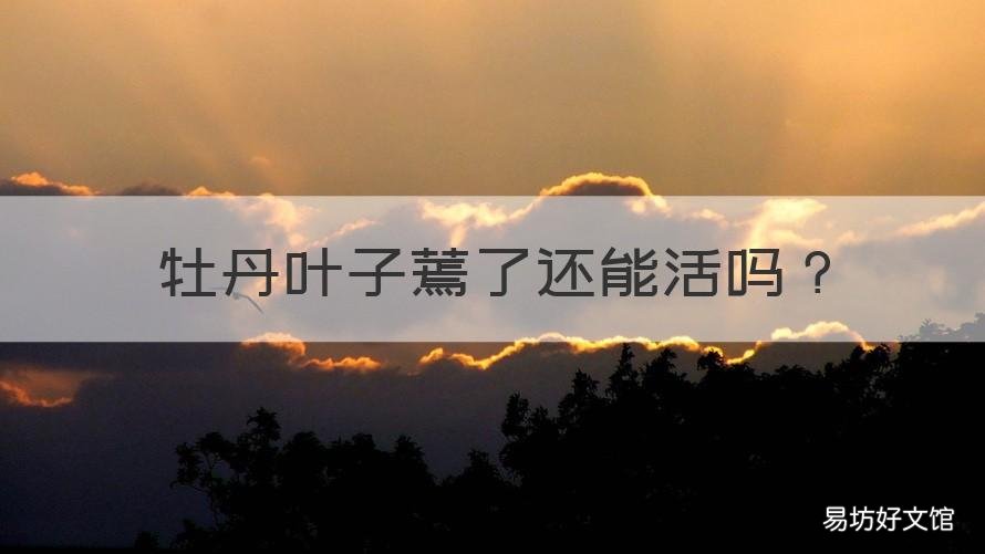 牡丹叶子蔫了还能活吗 牡丹蔫了怎么回事