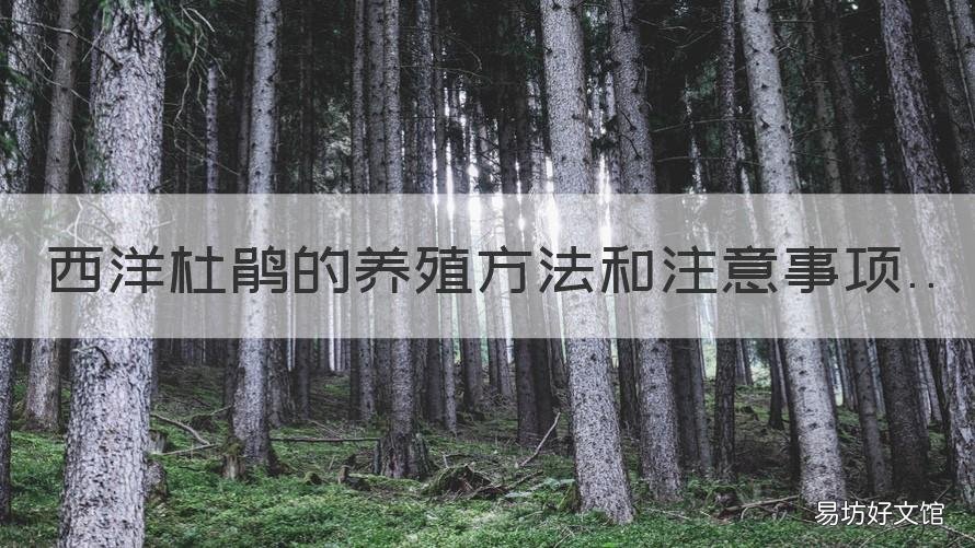 西洋杜鹃的养殖方法和注意事项 西洋杜鹃能地栽吗