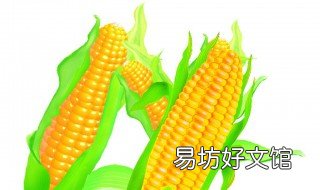 挂玉米正确方法 如何挂玉米粒