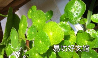 铜钱草叶子发粘是怎么办