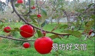 苹果籽能种成苹果树吗 苹果籽能种出苹果树么