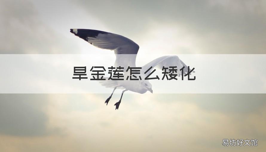 旱金莲怎么矮化 旱金莲怎么矮化的