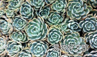 为什么多肉老是养不活 多肉总是养死