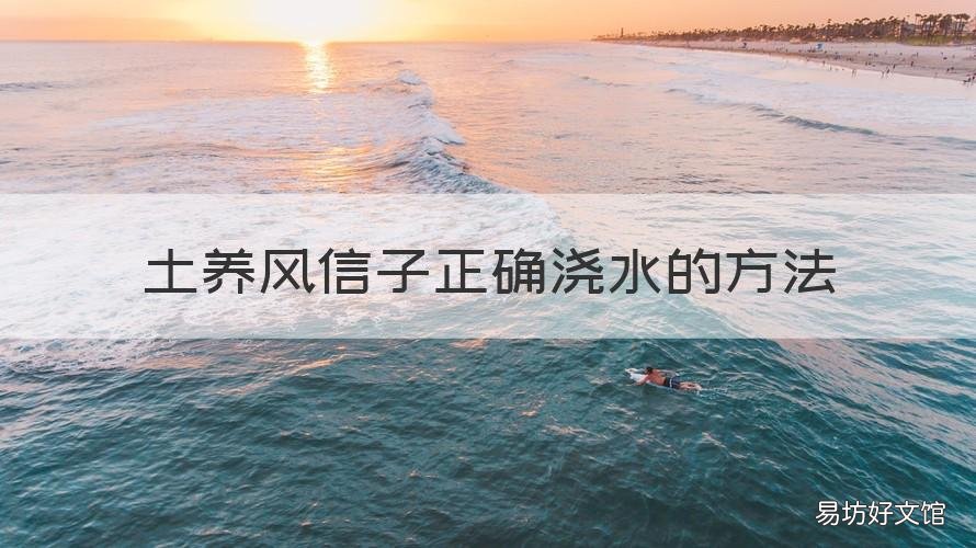 土养风信子正确浇水的方法 风信子用浇水吗