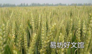 淮麦哪个品种好 淮麦品种那个产量高