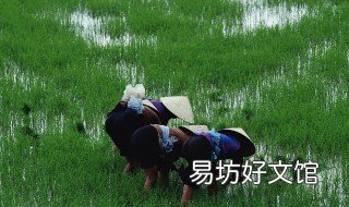 梦见自己和别人一起插秧 梦见自己和别人一起插秧好不好
