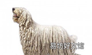 可蒙犬饲养方法 可蒙犬幼犬图片