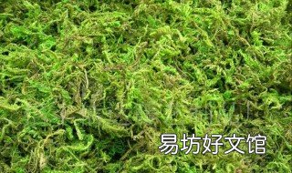 新西兰水苔和智 智利水苔百科