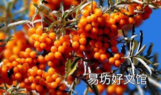 丁香沙棘的功效与作用 沙棘丁香泡水喝的功效