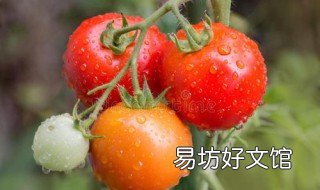 淡红色西红柿能下面条里吃吗 西红柿吃了拉出来红色