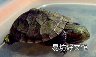 巴西龜冬眠嗎 巴西龜冬眠嗎?為什么?