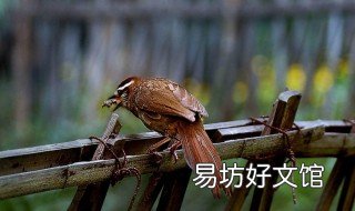 挑选斗画眉鸟的绝招 选择画眉鸟斗鸟之秘诀