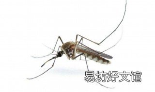 蚊子怎么画 蚊子怎么画简单又好看