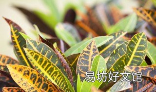 变叶木有毒吗 变叶木有毒吗适合在室外养吗