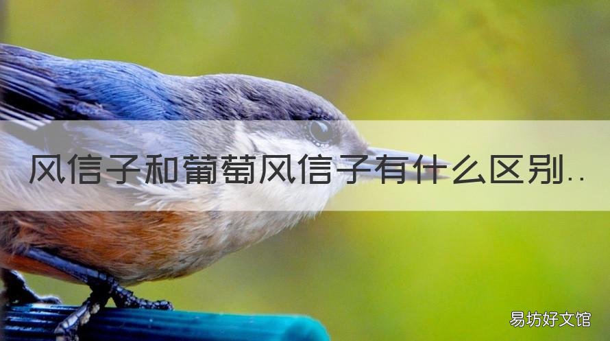 风信子和葡萄风信子有什么区别 风信子与葡萄风信子区别