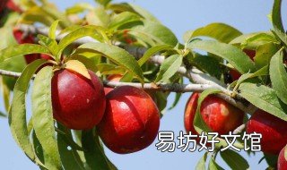 硼对油桃品质的影响 硼对油桃品质的影响有哪些