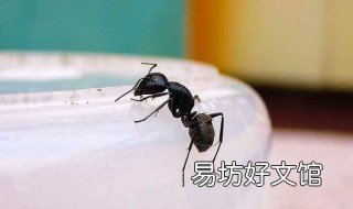 屋里蚂蚁怎么弄死 屋里的蚂蚁怎么消灭