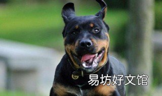 黑狼犬扑人怎么训练 怎样训黑狼犬视频