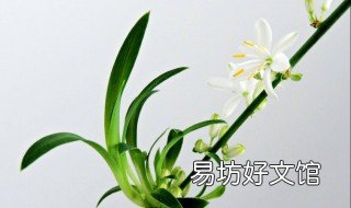 水分对兰花生长的影响 兰花对水分要求