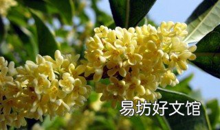冬天桂花可以换盆吗 桂花什么时候可以换盆
