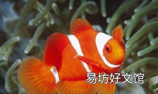 鱼为什么才过了几天就死 鱼为什么养几天就死了