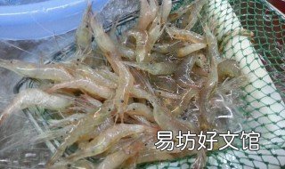 野生米虾怎么养 野生的虾米怎么养