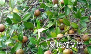 能榨油的都有什么植物 可以榨油的有哪些植物图片