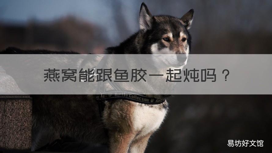 燕窝能跟鱼胶一起炖吗 鱼胶和燕窝可以一起炖吗