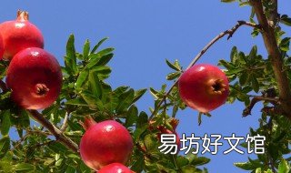 石榴树秋季始何施肥施什么肥 石榴树秋肥什么时候施