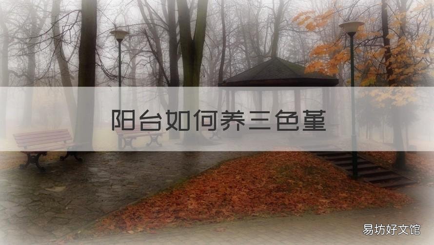 阳台如何养三色堇 阳台如何养三色堇花