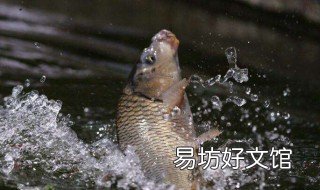 用红虫钓鱼直接挂钩好还是绑住好呢 用红虫钓鱼直接挂钩好还是绑钩好