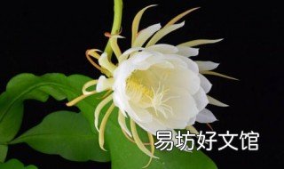 昙花不开花怎么办 昙花不开花时怎么样开花是怎么样