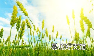 郑麦132麦种怎样 郑麦179麦种介绍