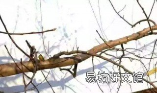 秋梢怎么剪法 秋季剪枝到底怎么剪