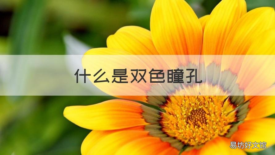 什么是双色瞳孔
