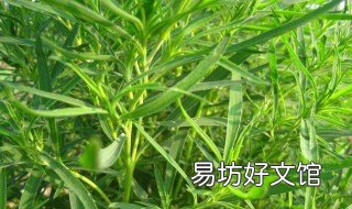 为什么韭菜能治荨麻疹 荨麻疹用韭菜怎样治疗