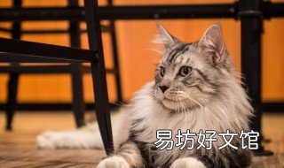 缅因猫有小型的吗 缅因猫介绍一下