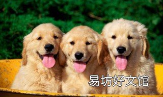 狗狗老是藏起来是怎么了 狗狗不舒服的时候总是把自己藏起来