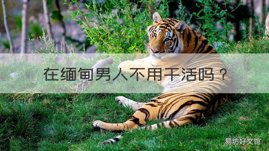 在缅甸男人不用干活吗 到缅甸不能做哪些事