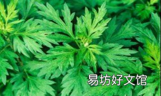 艾草防蚊子吗 艾草怎么防蚊子