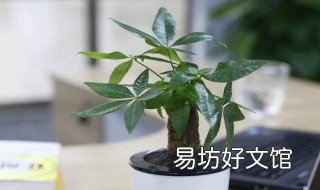 适合室内生长的树木 适合室内种的树木