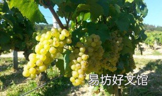 葡萄园里的珍宝中的珍宝指的是 葡萄园里的珍宝中的珍宝是