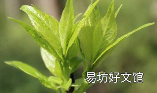 杜仲树叶能当茶叶泡吗 杜仲叶怎么加工才能泡茶喝