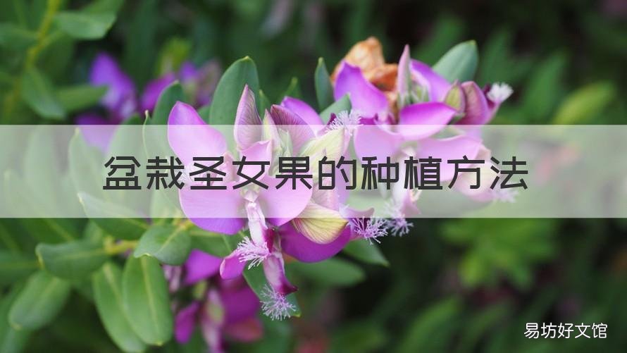 盆栽圣女果的种植方法 盆栽圣女果的种植方法和技术