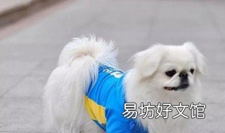 京巴犬优缺点 京巴犬为什么越来越少
