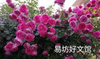 龙沙宝石月季怎么养 龙沙宝石月季怎么养护和管理