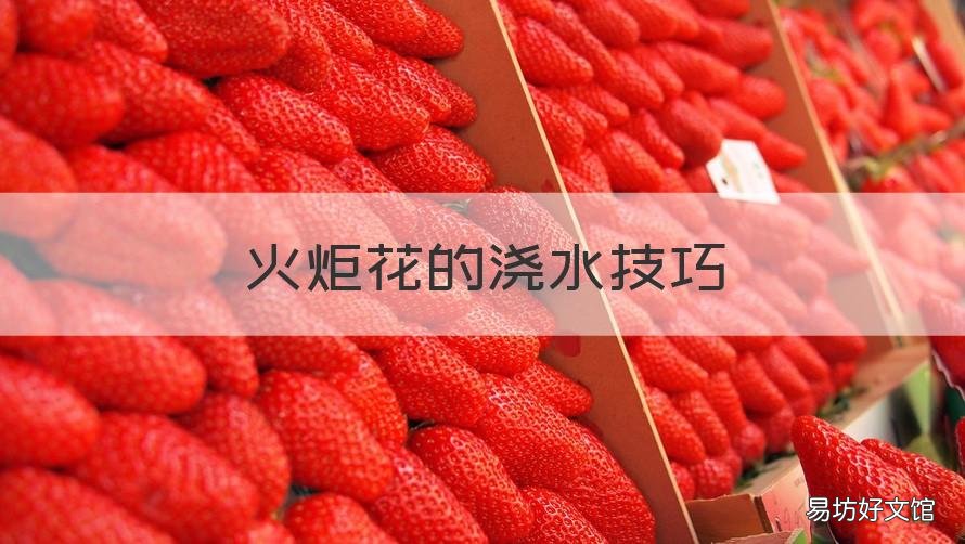 火炬花的浇水技巧 火炬花怎样浇水